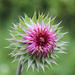 Thistle bloom by randystreat
