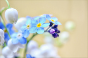 1st Jun 2014 - Forget-me-not