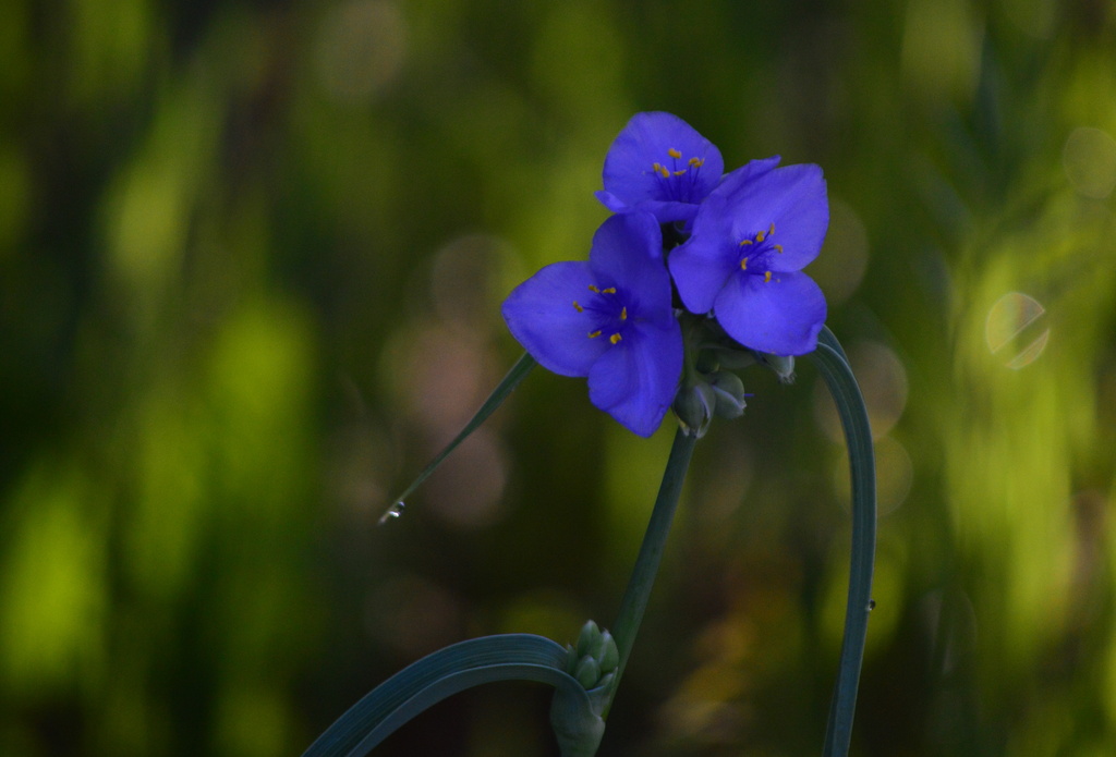 The Uncommonly Lovely Common Spiderwort by kareenking