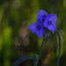 The Uncommonly Lovely Common Spiderwort by kareenking