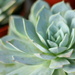 Succulent by kerristephens
