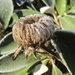 Pachystegia insignis by kiwiflora