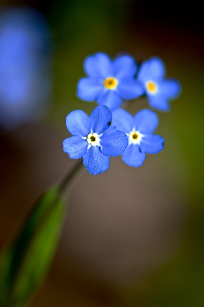Forget-Me-Not Signals Spring's Arrival by taffy