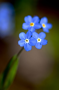 1st Jun 2014 - Forget-Me-Not Signals Spring's Arrival