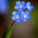 Forget-Me-Not Signals Spring's Arrival by taffy