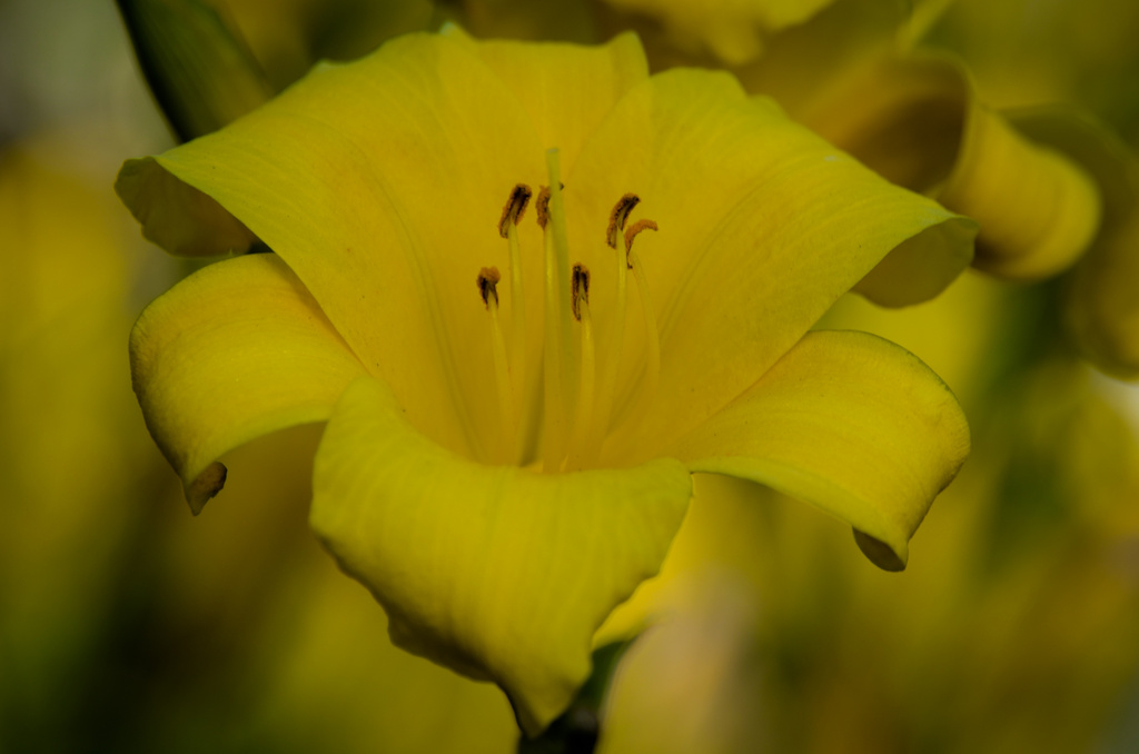 Day Lilies by stray_shooter