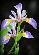 21st Jun 2014 - Iris beauty!