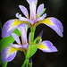 Iris beauty! by homeschoolmom