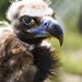 Vulture by shepherdmanswife