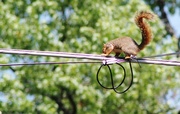 1st Jun 2014 - Squirrel on a wire