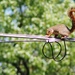 Squirrel on a wire by edorreandresen