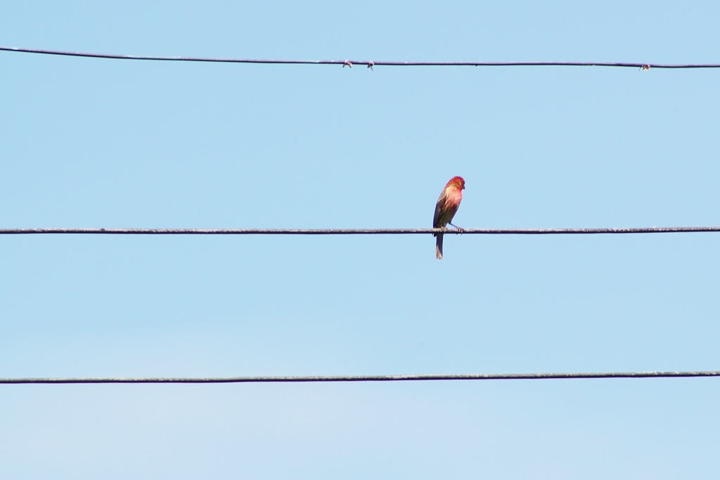Bird on a wire by edorreandresen
