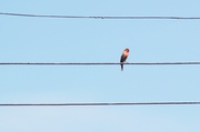 1st Jun 2014 - Bird on a wire