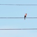 Bird on a wire by edorreandresen