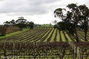2nd Jun 2014 - Winter comes to the vines