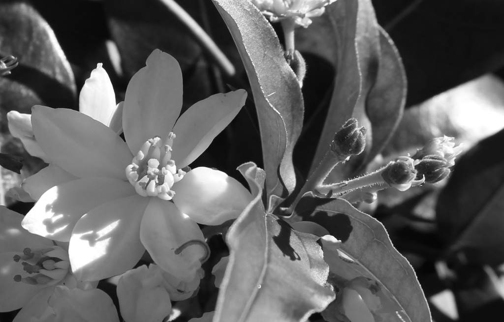 Winter flower buds by kiwinanna