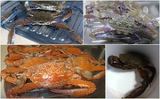 2nd Jun 2014 - Kitchen sink full of Crabs.