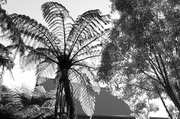 29th May 2014 - Sunflared tree fern