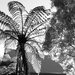 Sunflared tree fern by kiwinanna