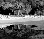 1st Jun 2014 - Beach garden reflections 