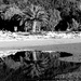 Beach garden reflections  by kiwinanna