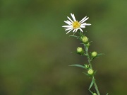 9th Oct 2010 - Last of the little daisies. 