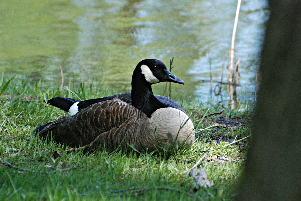 Nesting by farmreporter