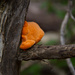 Fungi by gosia