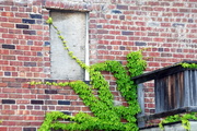 18th May 2014 - Old Bricks and Ivy