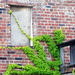 Old Bricks and Ivy by genealogygenie