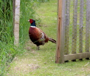2nd Jun 2014 - Cheeky pheasant