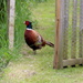 Cheeky pheasant by busylady
