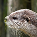 Otter at Paradise Wildlife Park with weed on nose!! by padlock