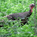 Wild Turkey by randy23