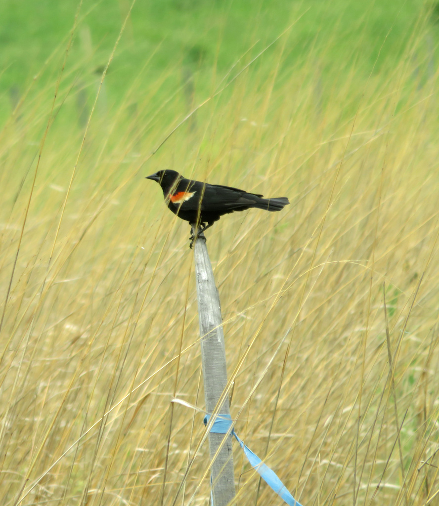 Day 363 Red Winged Blackbird Blue Ribbon by rminer