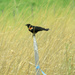 Day 363 Red Winged Blackbird Blue Ribbon by rminer