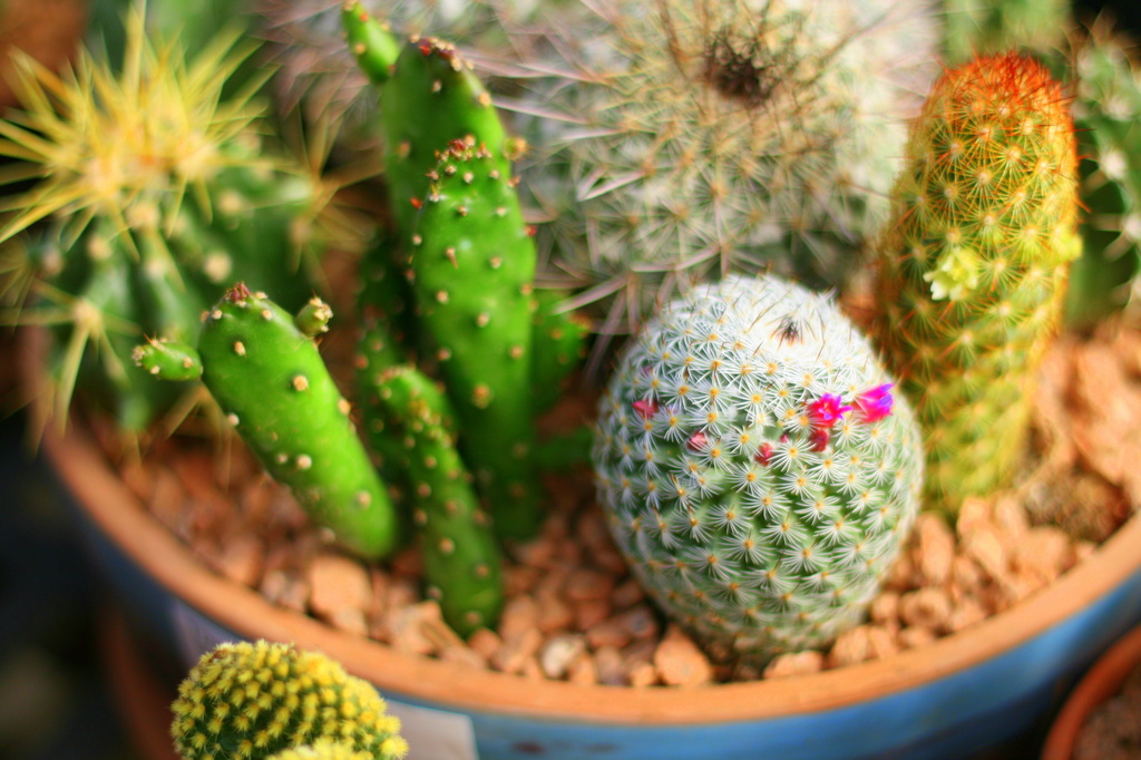 Cacti by kerristephens