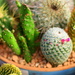 Cacti by kerristephens