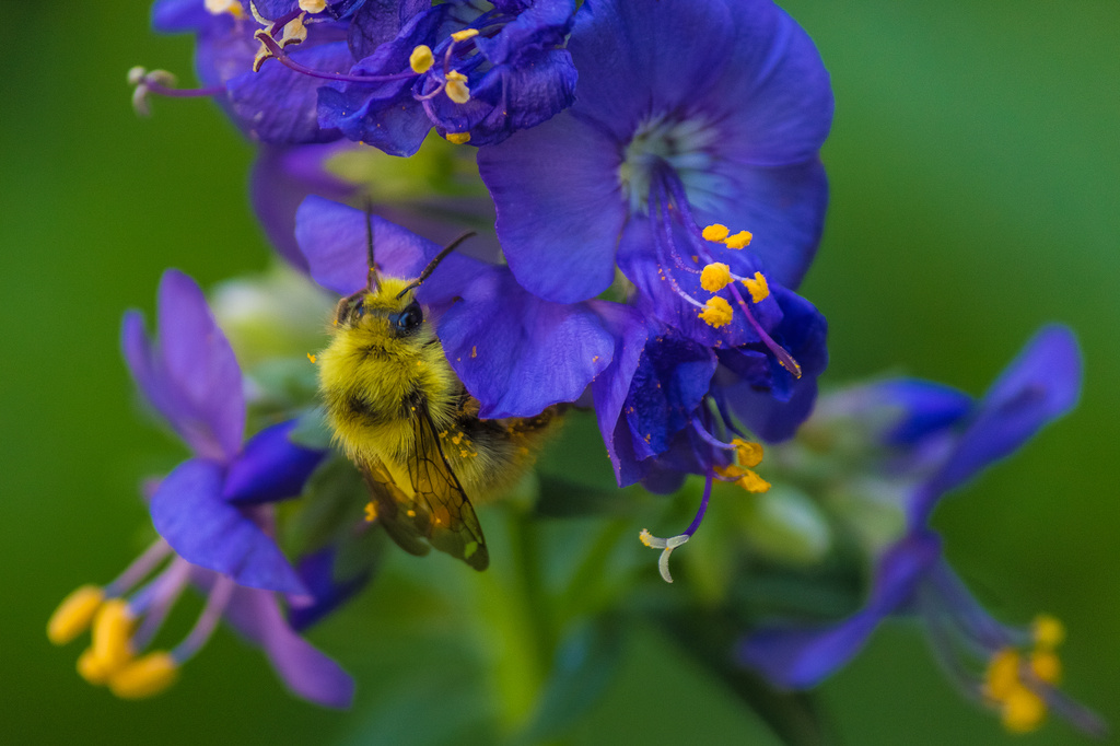 Busy Bee on Blue Blooms by princessleia