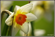 3rd Jun 2014 - Daffodils are open!