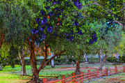28th May 2014 - Jacarandas Are Blooming