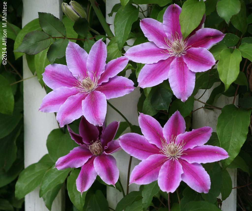 Clematis Blossoms by falcon11