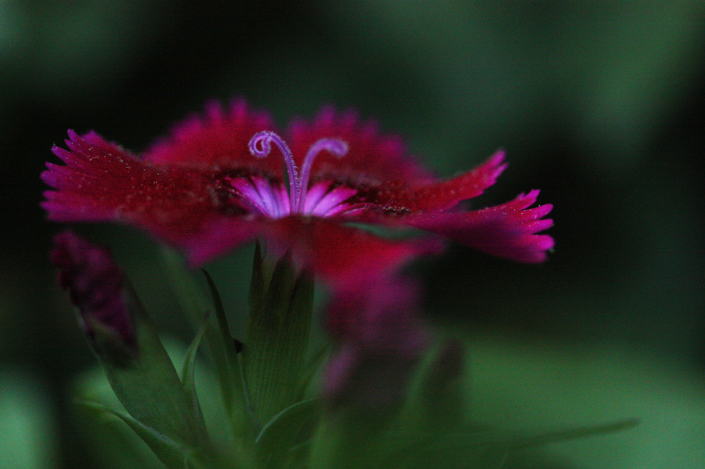 Dianthus by mzzhope