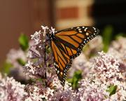 2nd Jun 2014 - Monarch Butterfly