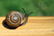 2nd Jun 2014 - Snails can be dangerous