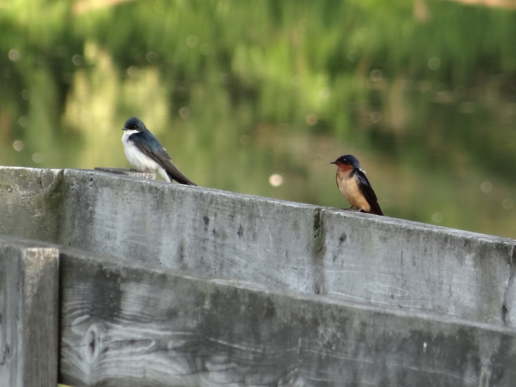 Tree Swallow and Barn Swallow by annepann