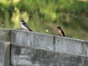 1st Jun 2014 - Tree Swallow and Barn Swallow