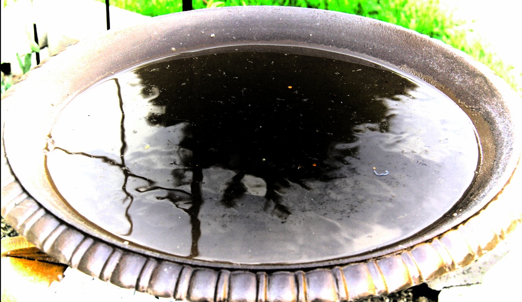 Birdbath Reflections by digitalrn