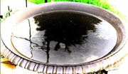 2nd Jun 2014 - Birdbath Reflections