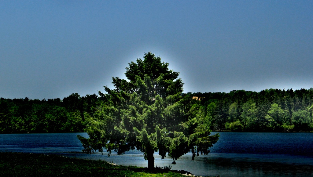 Tree By The Lake by digitalrn